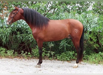 PRE, Stallion, 4 years, 16.1 hh, Brown-Light