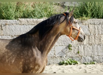 PRE, Stallion, 4 years, 16.1 hh, Buckskin