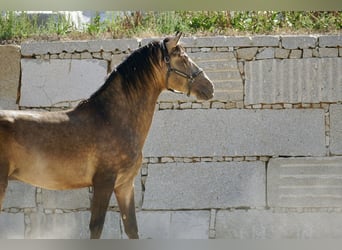PRE, Stallion, 4 years, 16.1 hh, Buckskin