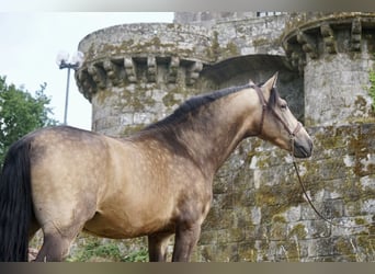 PRE, Stallion, 4 years, 16,1 hh, Buckskin