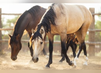PRE, Stallion, 4 years, 16.1 hh, Buckskin