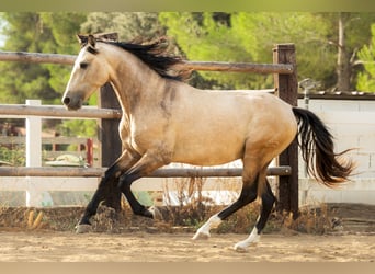 PRE, Stallion, 4 years, 16.1 hh, Buckskin