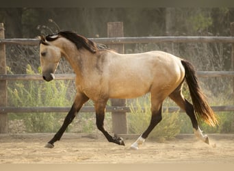 PRE, Stallion, 4 years, 16.1 hh, Buckskin