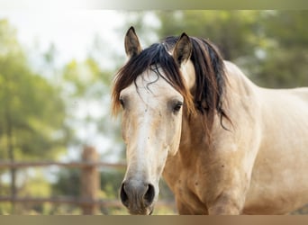 PRE, Stallion, 4 years, 16.1 hh, Buckskin