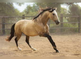 PRE, Stallion, 4 years, 16.1 hh, Buckskin