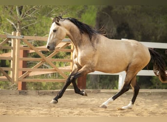 PRE, Stallion, 4 years, 16.1 hh, Buckskin