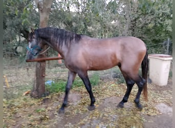 PRE Mix, Stallion, 4 years, 16.1 hh, Champagne