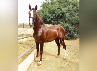 PRE, Stallion, 4 years, 16.1 hh, Chestnut