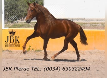 PRE Mix, Stallion, 4 years, 16.1 hh, Chestnut-Red