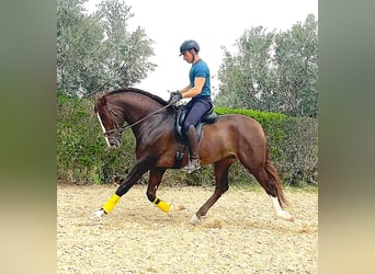 PRE, Stallion, 4 years, 16.1 hh, Chestnut-Red