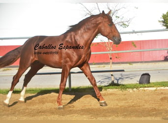 PRE Mix, Stallion, 4 years, 16,1 hh, Chestnut-Red