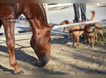 PRE Mix, Stallion, 4 years, 16,1 hh, Chestnut-Red