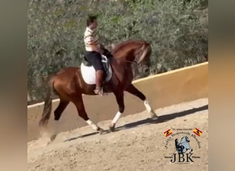 PRE Mix, Stallion, 4 years, 16.1 hh, Chestnut-Red