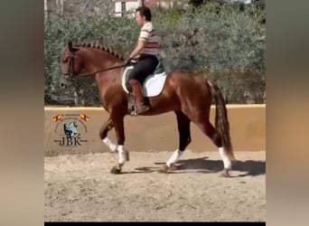 PRE Mix, Stallion, 4 years, 16.1 hh, Chestnut-Red