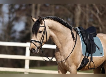 PRE, Stallion, 4 years, 16.1 hh, Dun