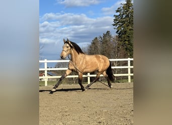 PRE, Stallion, 4 years, 16,1 hh, Dun