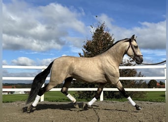 PRE, Stallion, 4 years, 16,1 hh, Dun