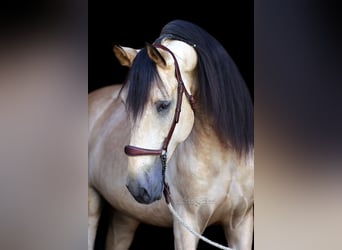 PRE, Stallion, 4 years, 16,1 hh, Dun