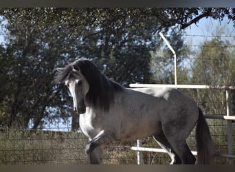 PRE, Stallion, 4 years, 16.1 hh, Gray-Dapple