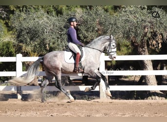 PRE, Stallion, 4 years, 16,1 hh, Gray