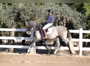 PRE, Stallion, 4 years, 16,1 hh, Gray