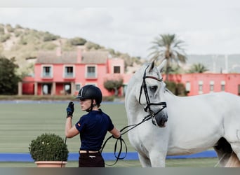 PRE, Stallion, 4 years, 16,1 hh, Gray