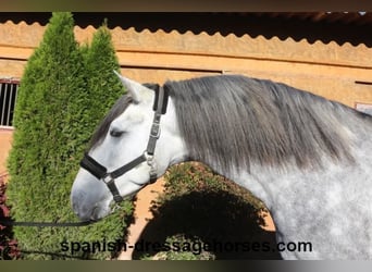 PRE Mix, Stallion, 4 years, 16,1 hh, Gray