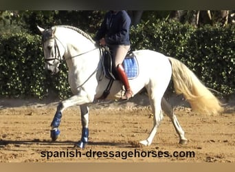 PRE Mix, Stallion, 4 years, 16.1 hh, Gray
