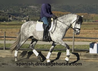 PRE Mix, Stallion, 4 years, 16,1 hh, Gray