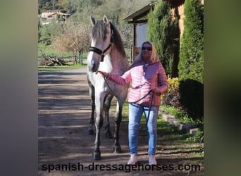 PRE Mix, Stallion, 4 years, 16,1 hh, Gray