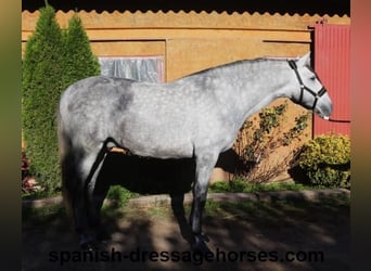 PRE Mix, Stallion, 4 years, 16,1 hh, Gray