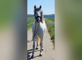 PRE, Stallion, 4 years, 16.1 hh, Gray