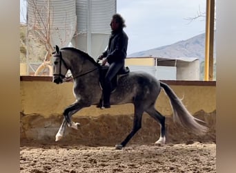 PRE, Stallion, 4 years, 16.1 hh, Gray