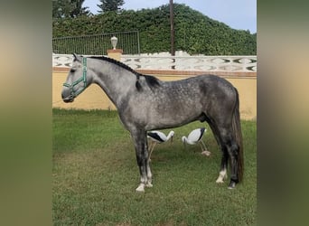 PRE, Stallion, 4 years, 16.1 hh, Gray