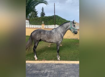 PRE, Stallion, 4 years, 16.1 hh, Gray