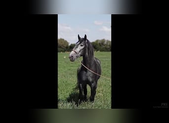 PRE Mix, Stallion, 4 years, 16,1 hh, Gray