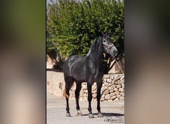 PRE Mix, Stallion, 4 years, 16,1 hh, Gray