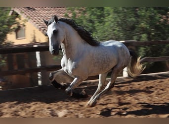 PRE, Stallion, 4 years, 16.1 hh, Grey-Dapple