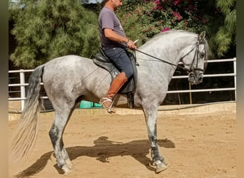 PRE Mix, Stallion, 4 years, 16.1 hh, Grey-Dapple