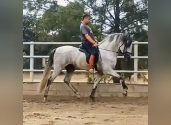 PRE Mix, Stallion, 4 years, 16.1 hh, Grey-Dapple