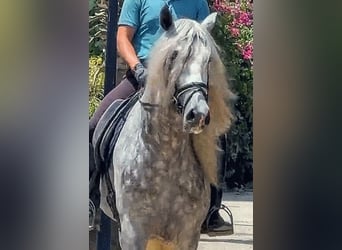 PRE Mix, Stallion, 4 years, 16.1 hh, Grey-Dapple