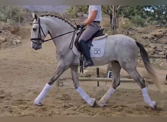 PRE Mix, Stallion, 4 years, 16.1 hh, Grey