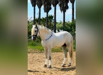PRE, Stallion, 4 years, 16.1 hh, Grey