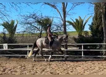 PRE, Stallion, 4 years, 16.1 hh, Grey