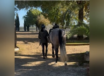 PRE, Stallion, 4 years, 16.1 hh, Grey