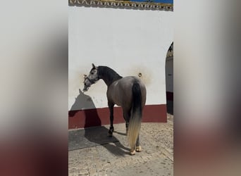 PRE, Stallion, 4 years, 16.1 hh, Grey