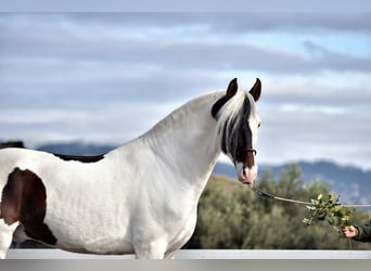 PRE Mix, Stallion, 4 years, 16.1 hh, Pinto