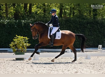 PRE Mix, Stallion, 4 years, 16.2 hh, Bay-Dark