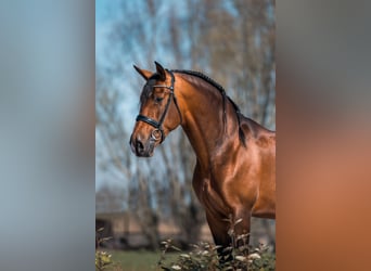 PRE Mix, Stallion, 4 years, 16.2 hh, Bay-Dark