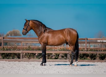 PRE Mix, Stallion, 4 years, 16.2 hh, Bay-Dark
